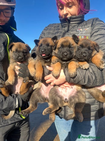 Belgian Shepherd Dog dogs - Advert 1