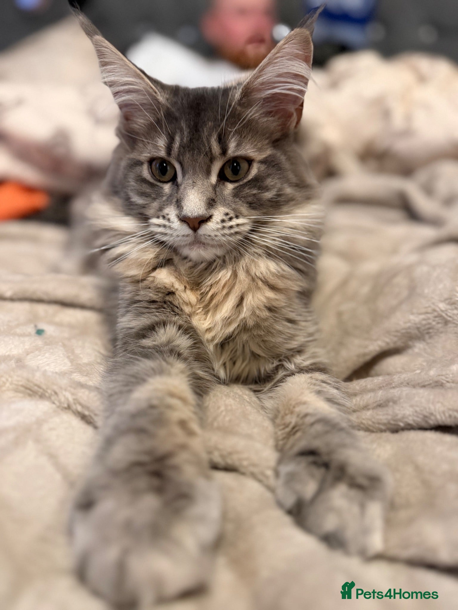 Maine Coon cats Princess  - Advert 4
