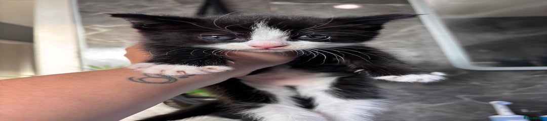 Ragdoll Kitten 4