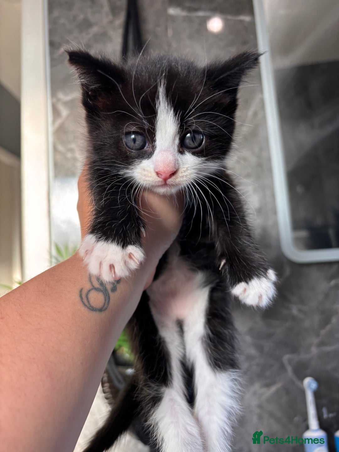 Ragdoll cats for sale: RagDoll/Tabby kittens  - Image 12