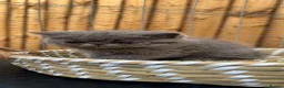 Exotic cats for sale: Exotic kittens  - Advert 7