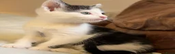 Mixed Breed cats for sale: 3 x Black & white kittens, 1 x boy, 2 x girl in Port Talbot - Advert 7