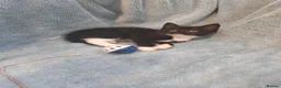 Mixed Breed cats for sale: Beautiful Kittens VIDEOS - Advert 25