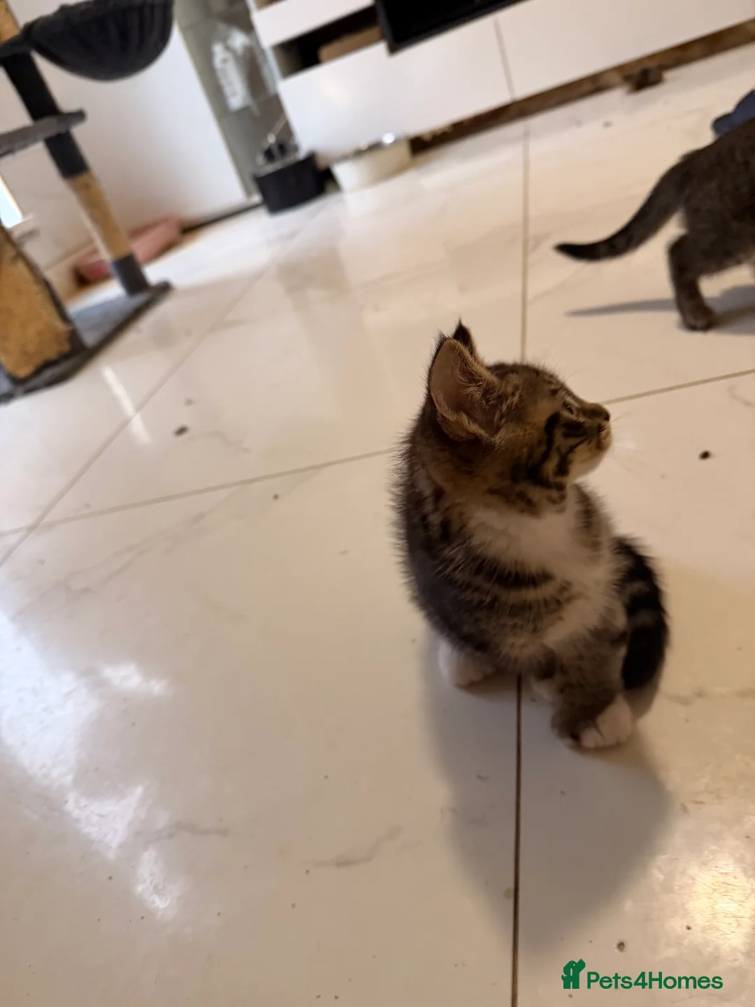 Mixed Breed cats for sale: Beautiful Maine Coon–type kittens available. - Advert 5