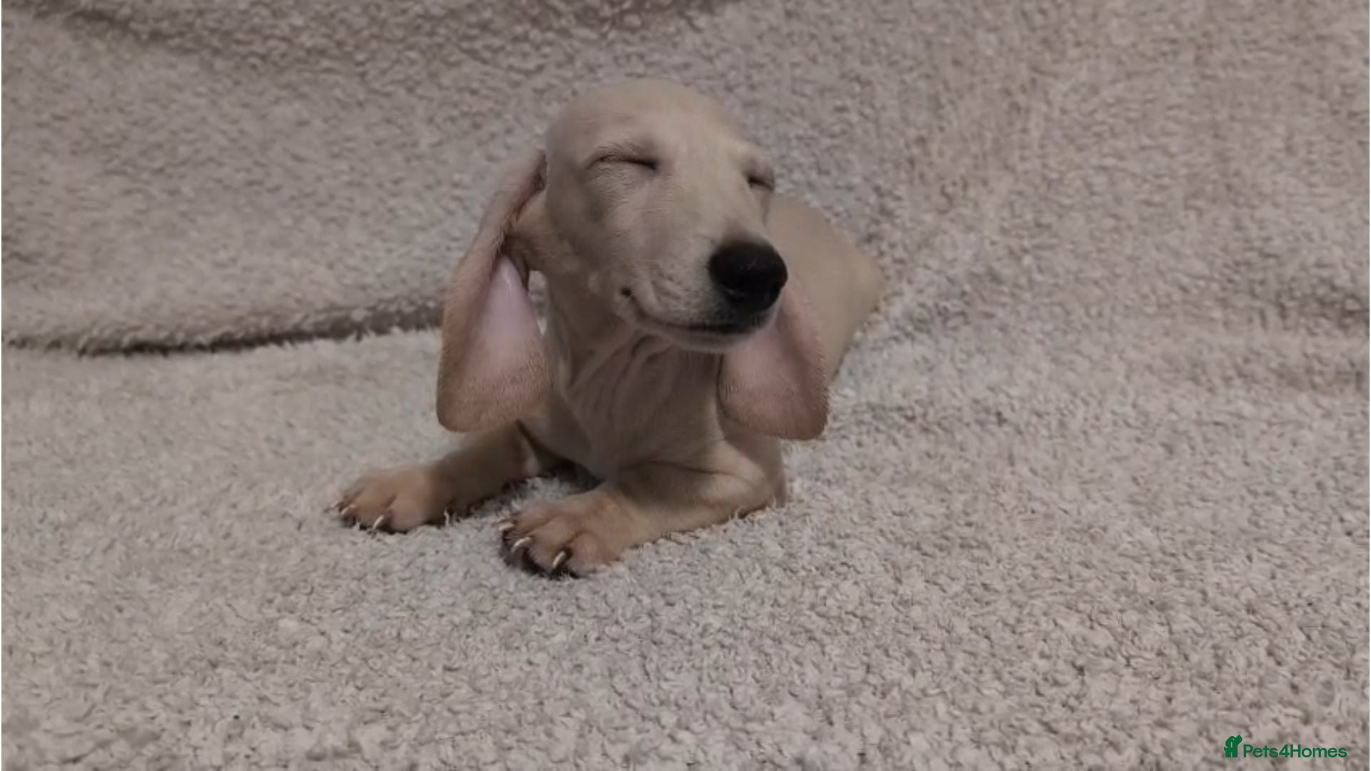 Miniature Dachshund dogs Cream Mini Dachshund Puppies KC Reg - Advert 1