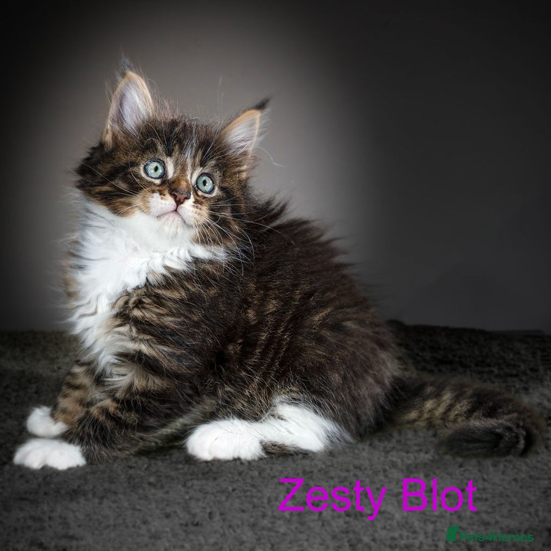 Maine Coon cats for sale: Purebred Maine Coon kittens - Image 8