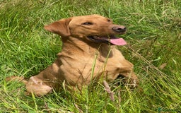 Labrador Retriever dogs for sale: Pedigree Fox Red Labrador KC Reg Health Tested - Image 5