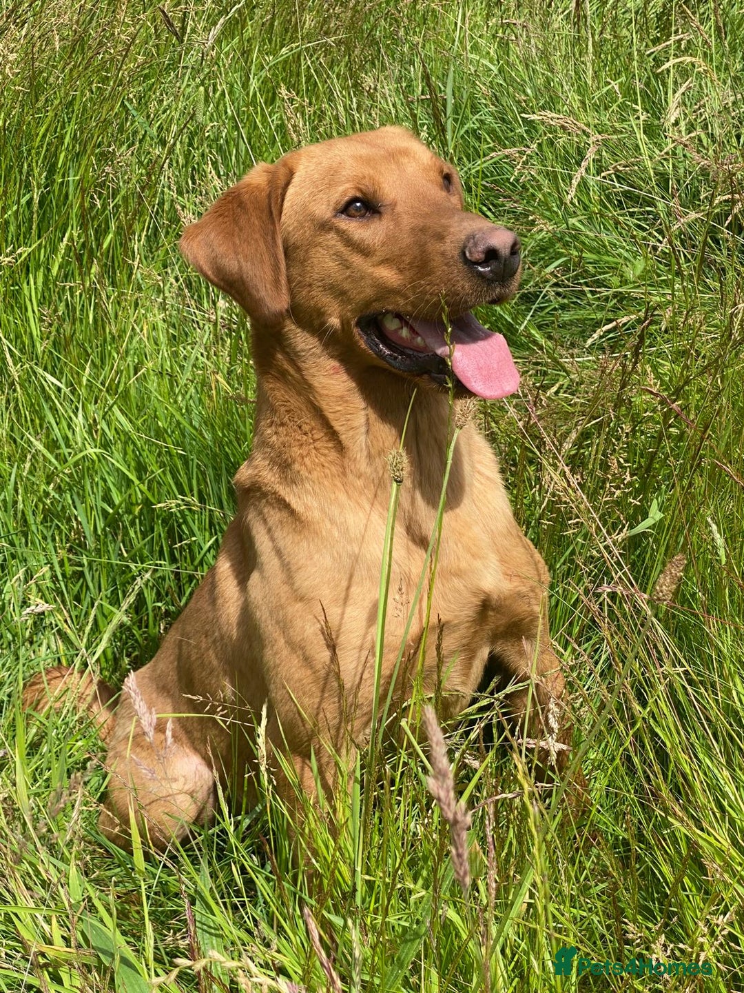 Labrador Retriever dogs for sale: Pedigree Fox Red Labrador KC Reg Health Tested - Image 5