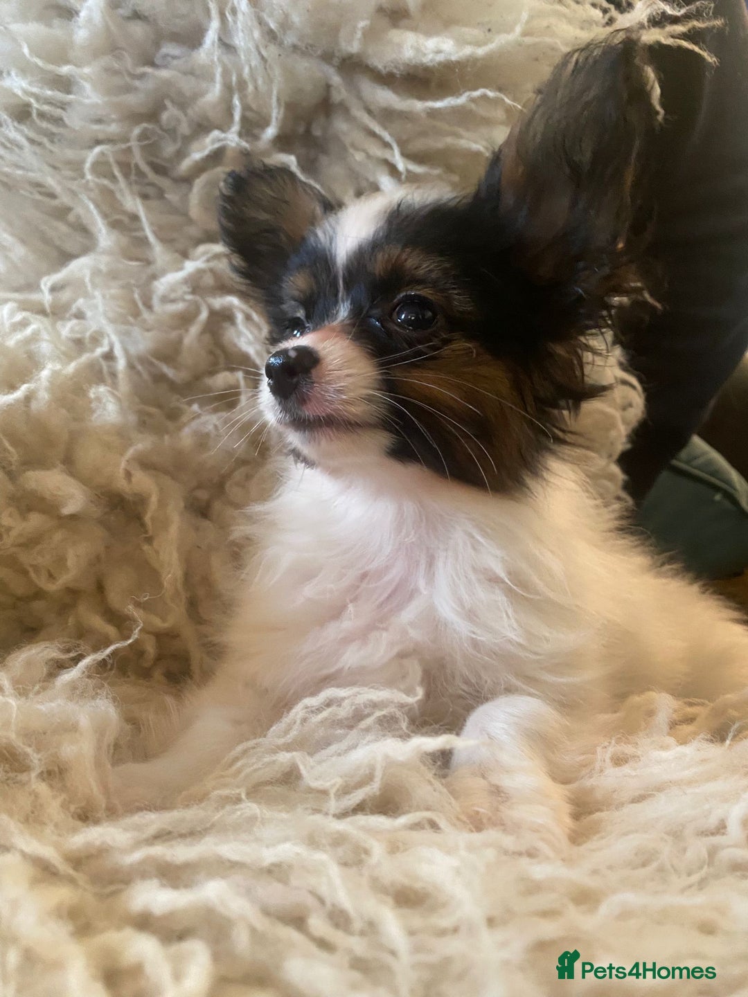 Papillon dogs for sale: Kennel Club registered Papillons - Advert 6