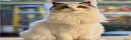 Ragdoll cats for sale: 2 Active girls  - Advert 3