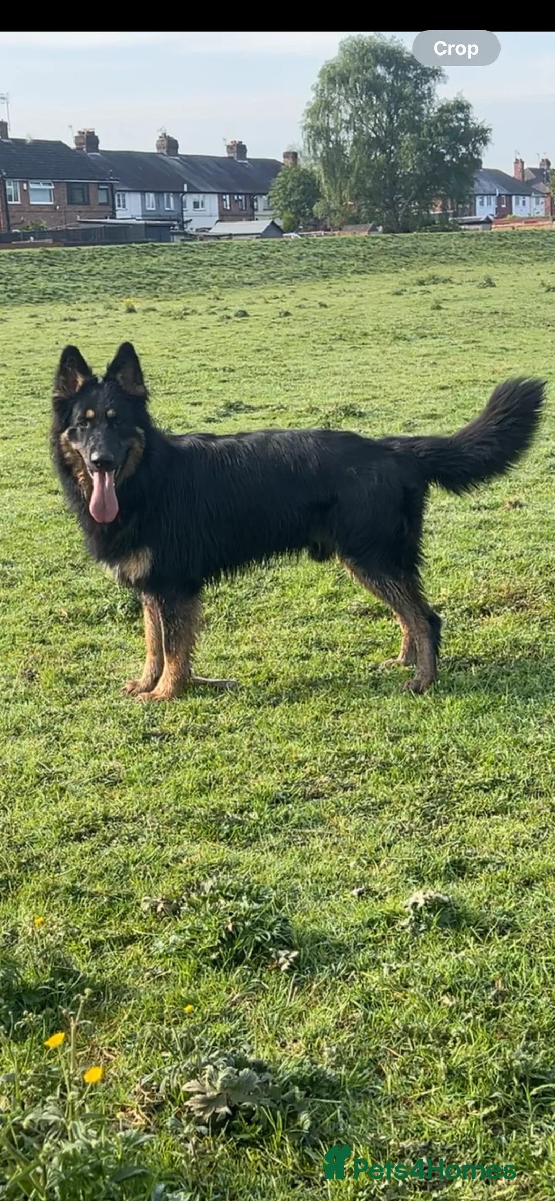 German Shepherd dogs for stud: STUD KC registered Black and Tan German shepherd  in Nottingham - Advert 4