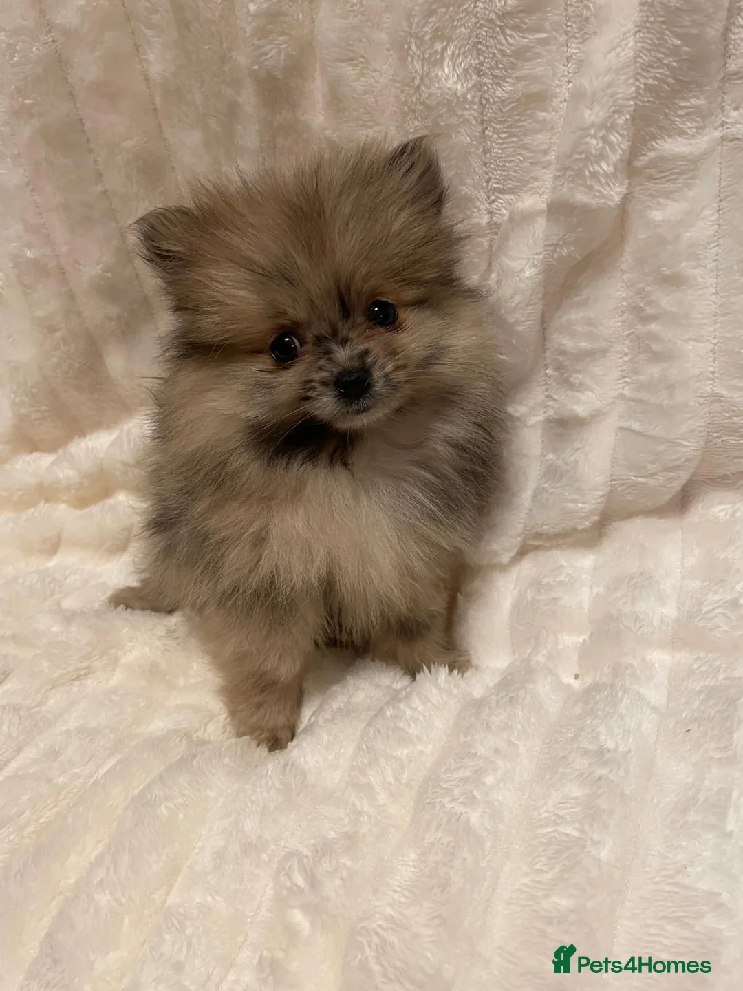 Pomchi dogs for sale: Beautiful pomeranian puppies  - Advert 7