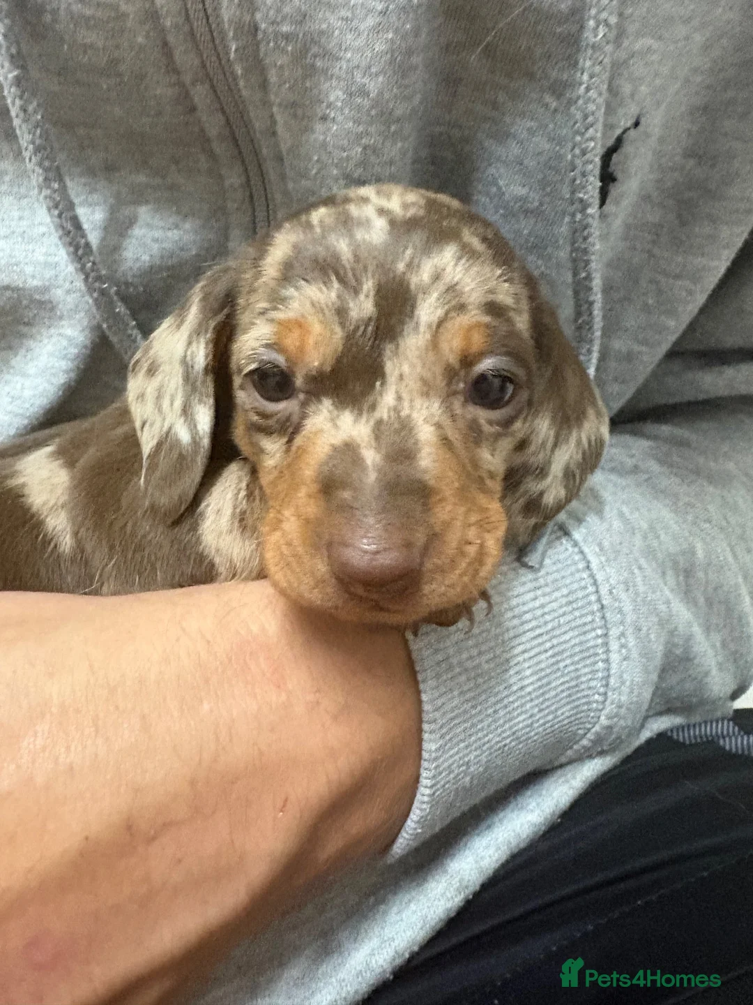 Miniature Dachshund dogs for sale: Miniature dachshund  in Spennymoor - Advert 2