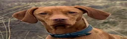 Hungarian Vizsla dogs for sale: Adorable Hungarian Vizsla Pups in Southport - Advert 9