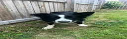 Border Collie dogs for sale: Male collie in Forfar - Advert 3
