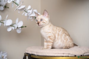 Bengal cats - Advert 1