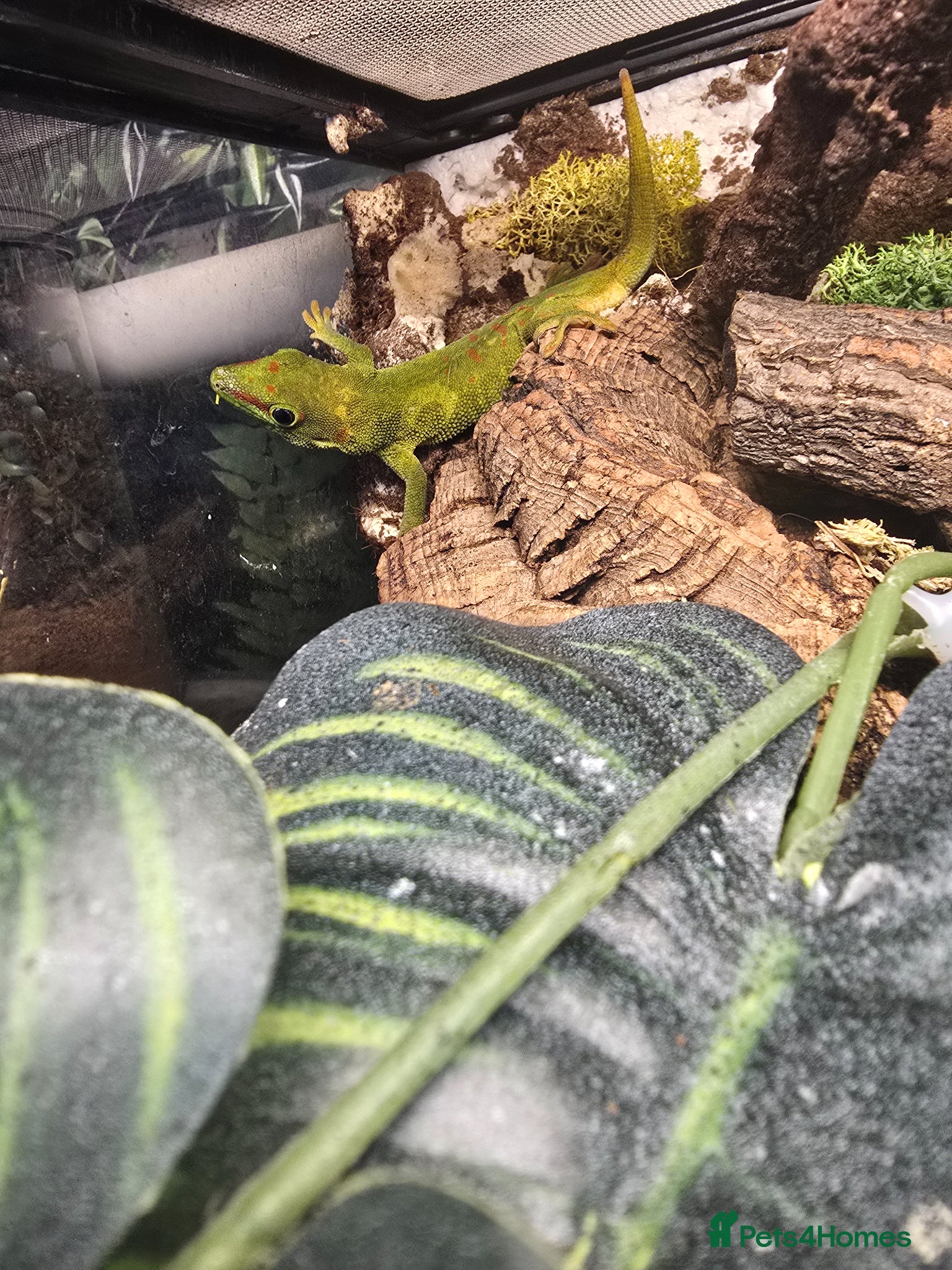 Mixed Breed reptiles for sale: Reptiles, Tarantulas & Enclosures for Sale in Bradford - Advert 6