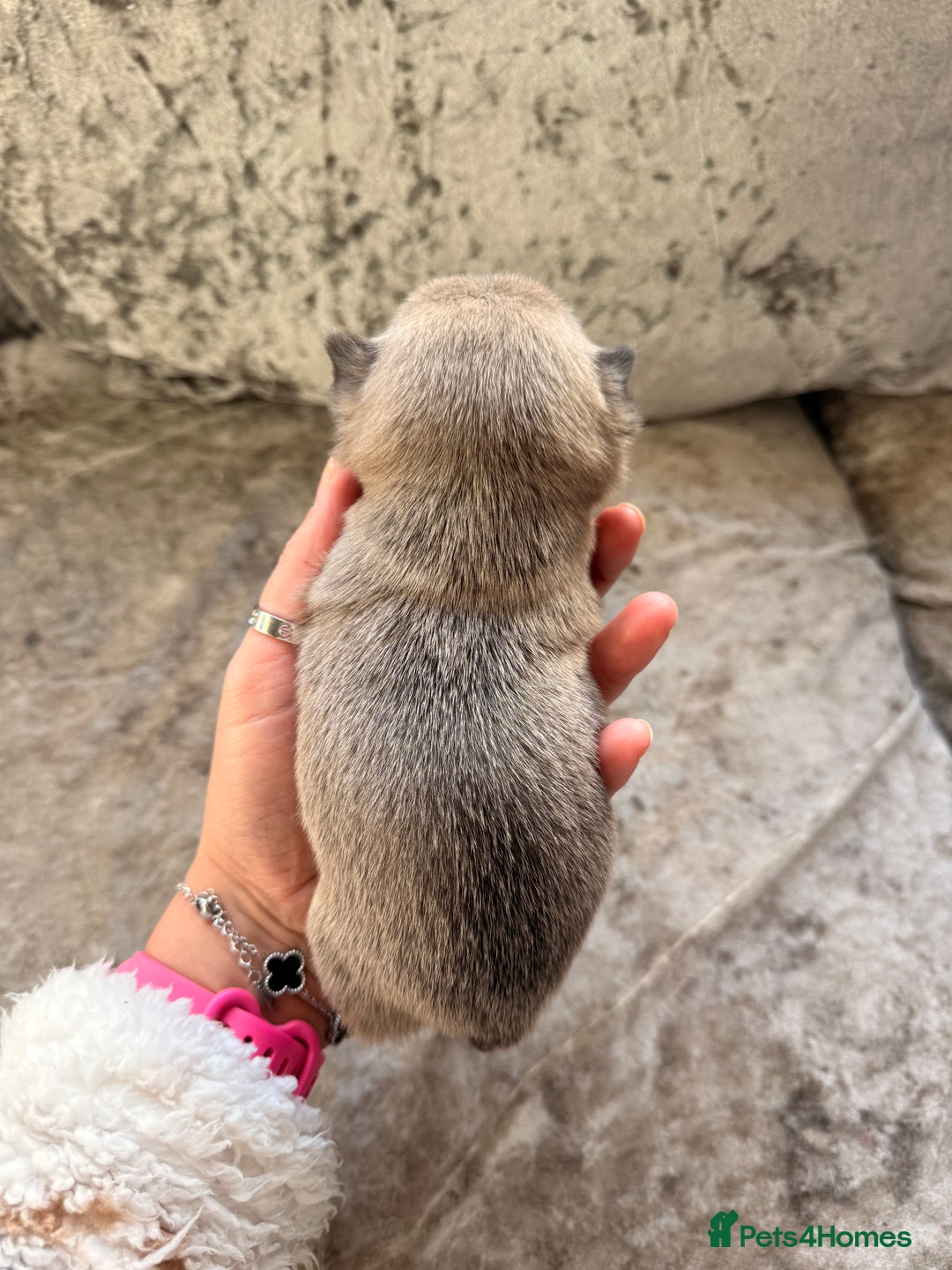 Chihuahua dogs for sale: 💖 Esquire litter of chihuahua puppies 💖 - Advert 13