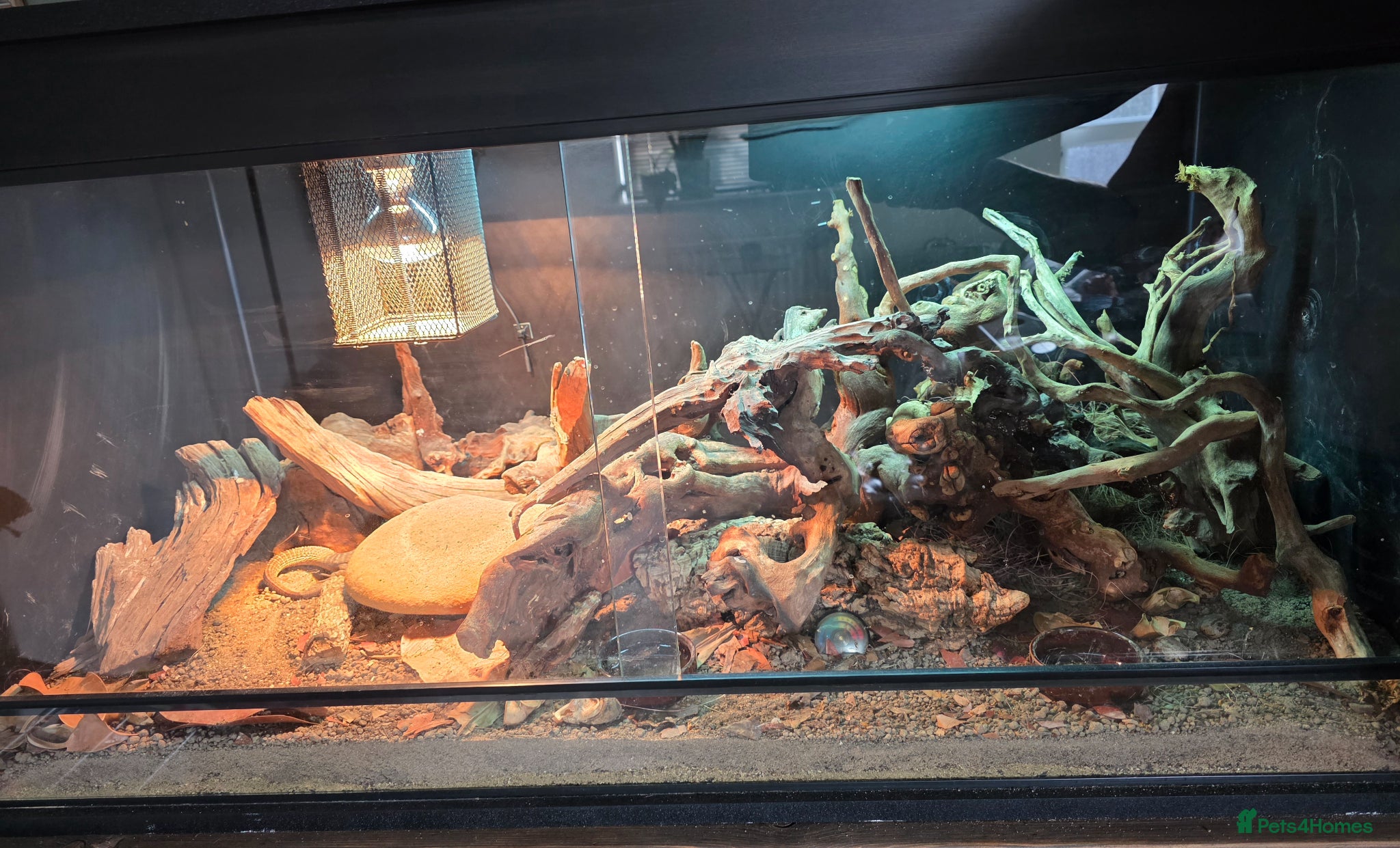 Monitor reptiles Red ackie & 4x2x2 enclosure  - Advert 16