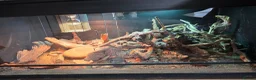 Monitor reptiles for sale: Red ackie & 4x2x2 enclosure  in Woking - Advert 1