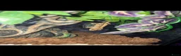 Gecko reptiles for sale: Crested Gecko and Full Exo Terra set up in Rochford - Advert 3