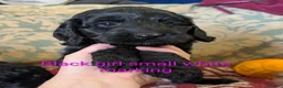 Cockapoo dogs for sale: Licensed breeder, health tested F1 cockapoos - Advert 11