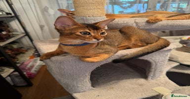 Abyssinian cats Abyssinian kitten looking for his new forever home - Advert 8