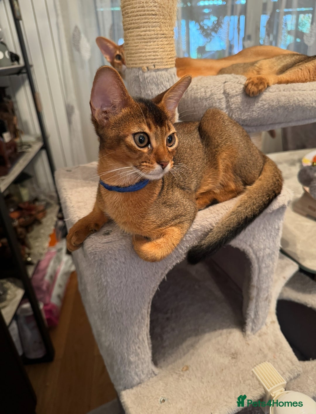 Abyssinian cats for sale: Abyssinian kittens looking for their new home - Image 13