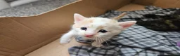 Mixed Breed cats for sale: 4 beautiful kittens in Middlesbrough - Advert 15