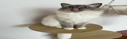 Ragdoll cats for sale: Ragdoll Kittens - ready now! 😻 in Alcester - Advert 12