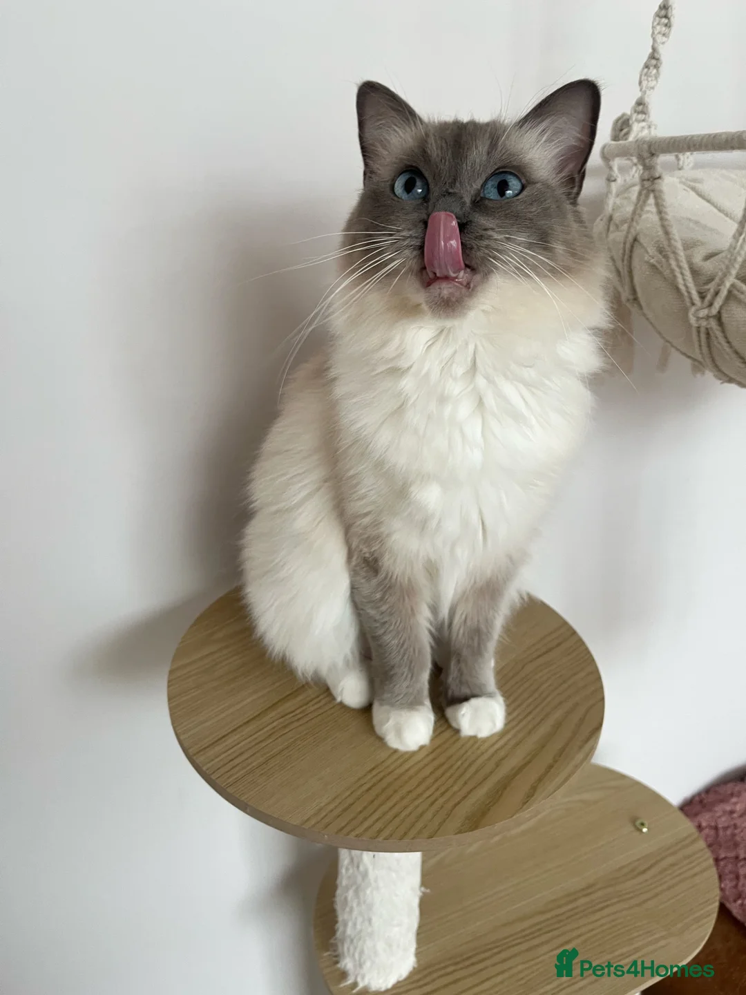 Ragdoll cats for sale: Ragdoll Kittens - ready now! 😻 in Alcester - Advert 12