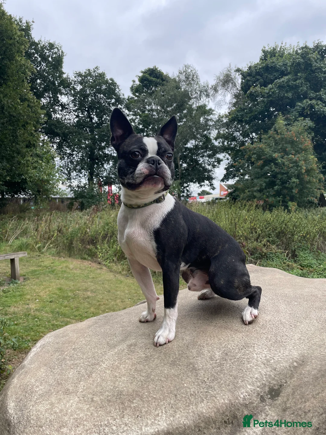 Boston Terrier dogs for stud: Small Proven Boston Terrier Stud in Doncaster - Advert 3