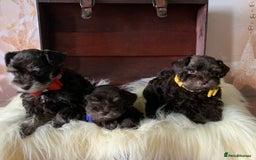 Miniature Schnauzer dogs for sale: 5* Licensed KC Toy Chocolate Schnauzers - Image 28