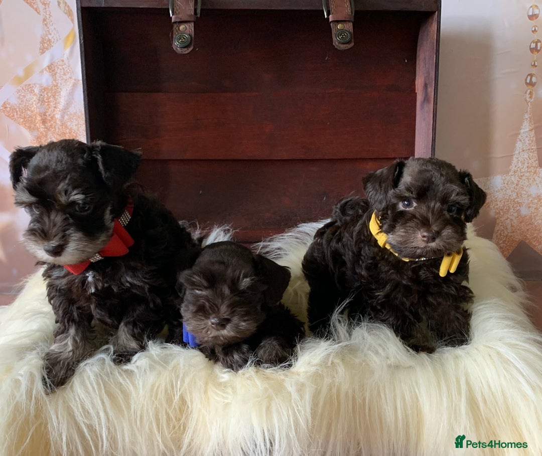 Miniature Schnauzer dogs for sale: 5* Licensed KC Toy Chocolate Schnauzers - Image 28
