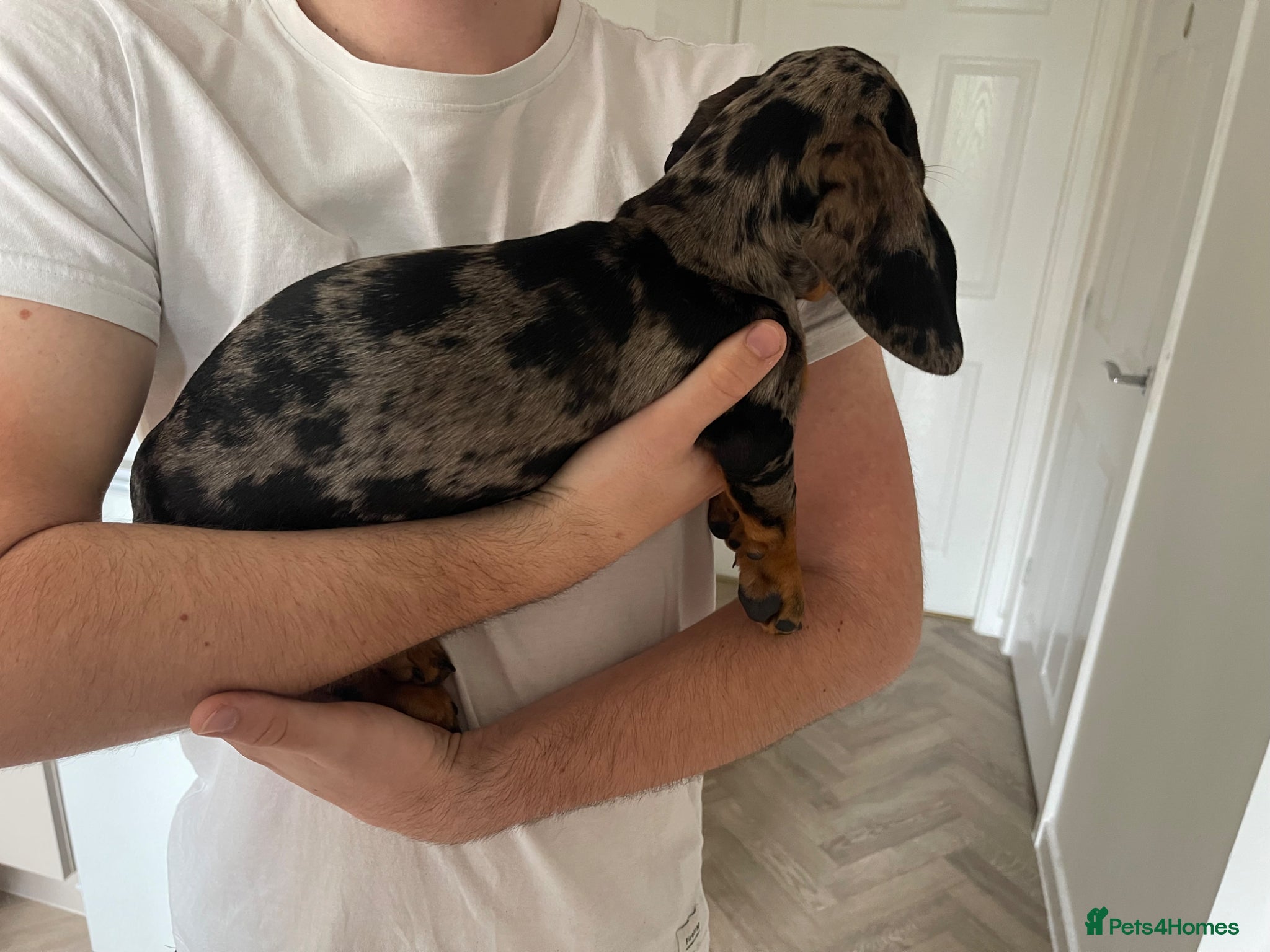 Miniature Dachshund dogs for sale: Female Miniature Dachshund 5 Months old. in Stafford - Advert 5