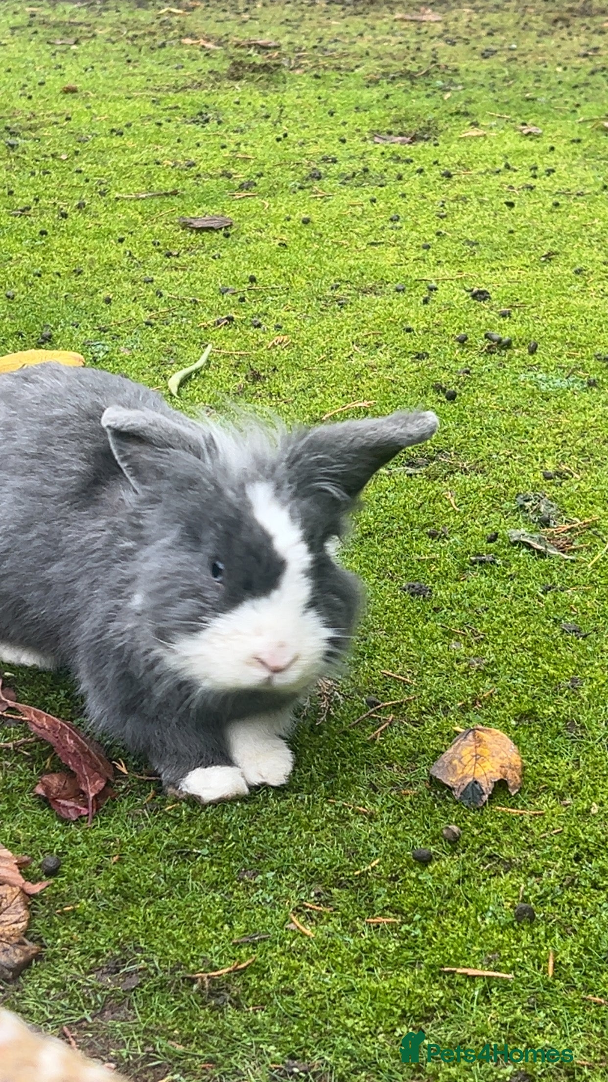 Lionhead rabbits 🚫SOLD🚫 Lionhead Rabbits Looking for Loving Homes - Advert 10