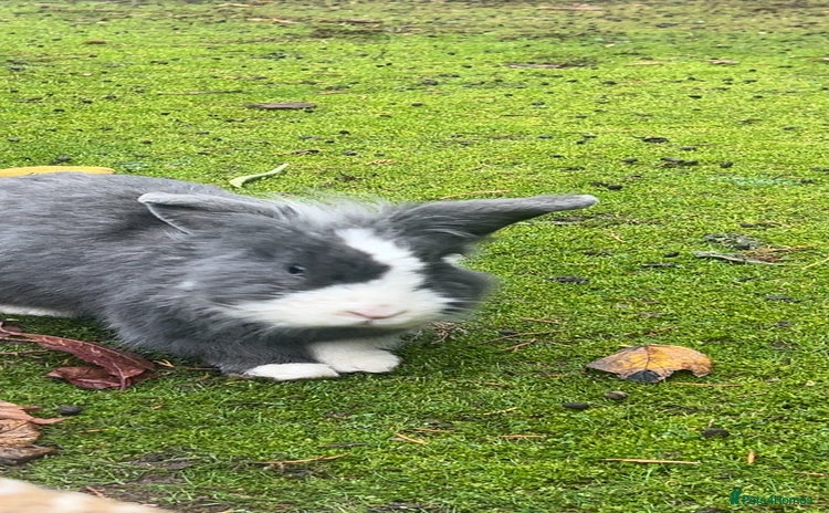 Lionhead rabbits Gorgeous Lionhead Rabbits Looking for Loving Homes - Advert 11