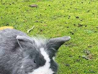 Lionhead rabbits Gorgeous Lionhead Rabbits Looking for Loving Homes - Advert 1