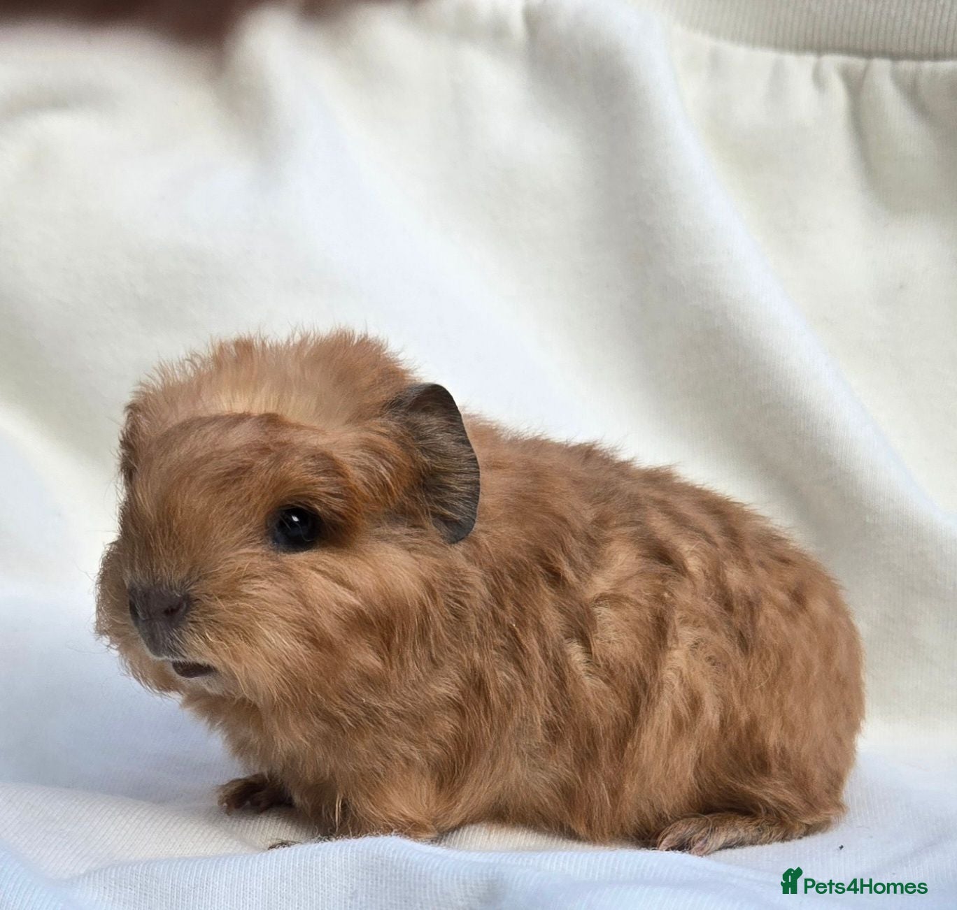 Guinea Pig rodents Range of boar pairs available - Advert 1