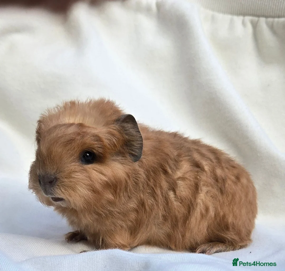 Guinea Pig rodents for sale: Range of boar pairs available - Advert 1
