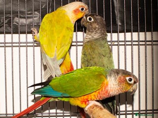 Conures birds Male Mutation Green Cheek Conures - Advert 2
