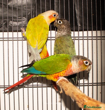 Conures birds - Advert 2