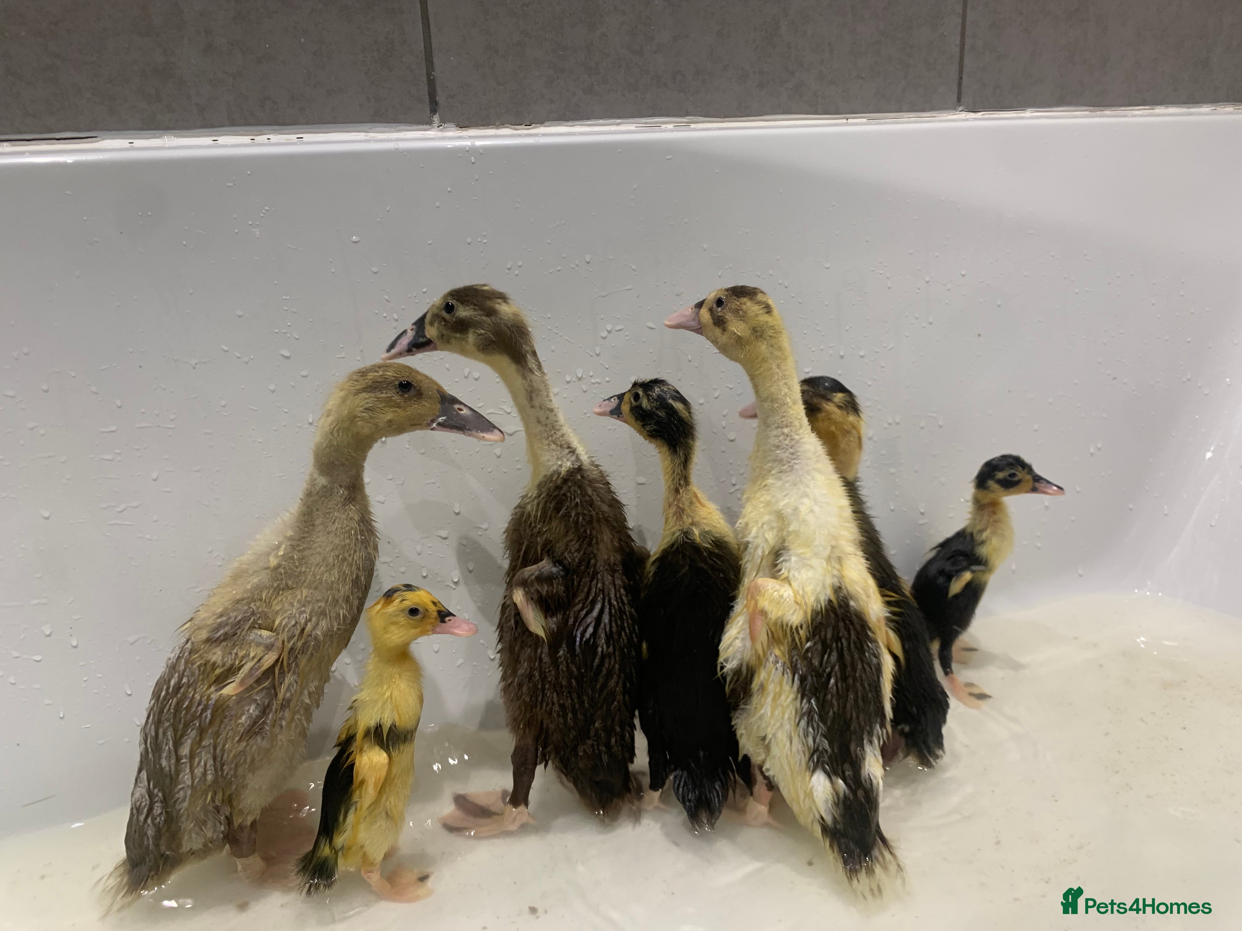 Ducks poultry Runner Ducks - Advert 12