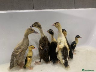 Ducks poultry Runner Ducks - Advert 8