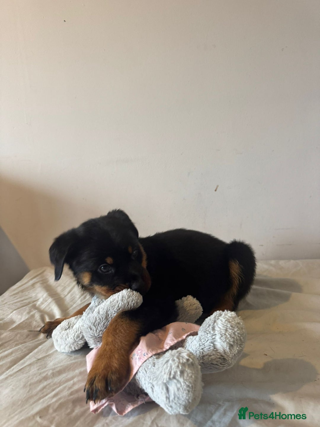Rottweiler dogs for sale: Rottweiler puppies - Image 6