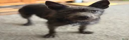 Mixed Breed dogs for adoption: Cute Mocha looking for LOVE  - Advert 16