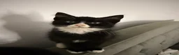 Mixed Breed cats for sale: Adorable Kittens Ready for Their Forever Homes🐾 - Advert 28