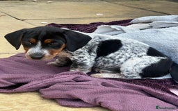 Mixed Breed dogs for sale: 6 stunning jackshund puppies ready to leave now - Image 7