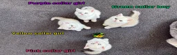 British Shorthair cats for sale: Stunning GCCF Gold/Silver Tipped BSH Kittens - Advert 10
