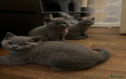 British Shorthair cats for sale: Chunky British Shorthair Kittens - Image 7